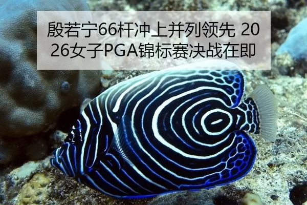 殷若宁66杆冲上并列领先 2026女子PGA锦标赛决战在即